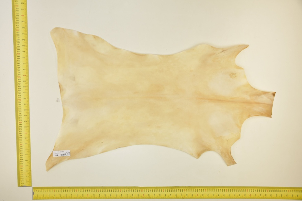 Natural goatling skin ID.017