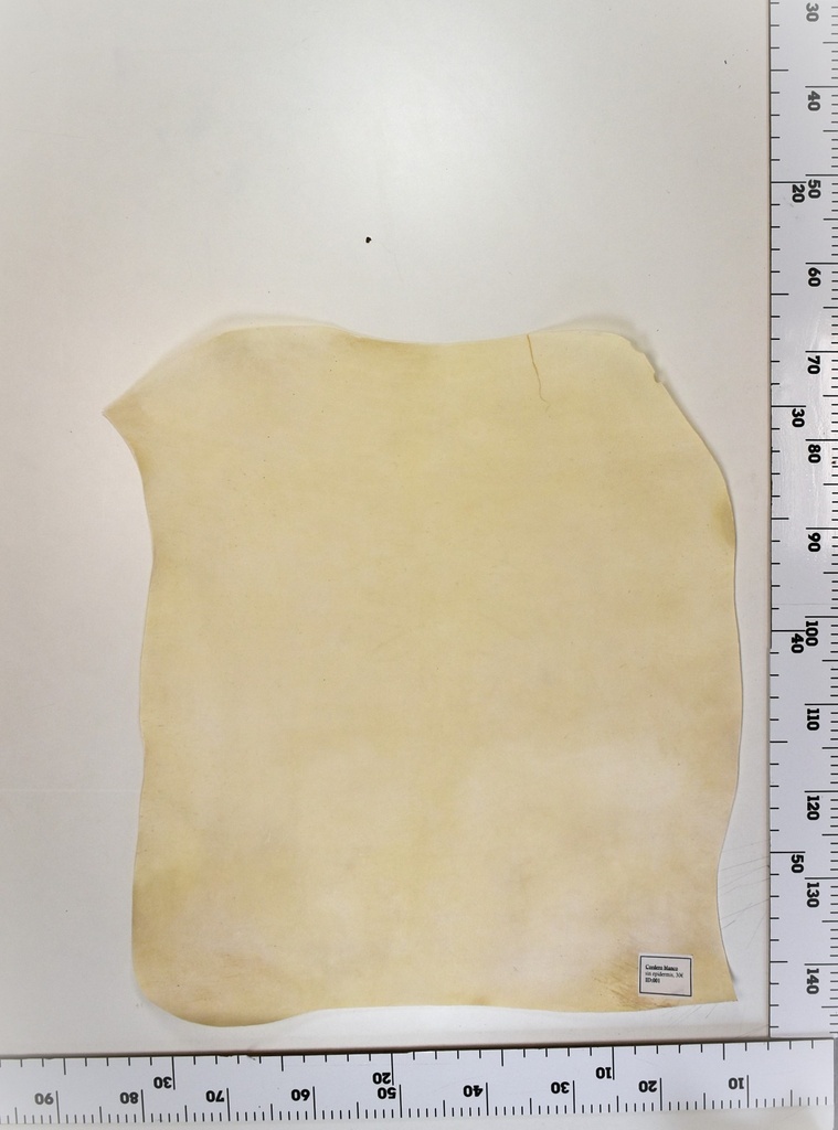 Cordero blanco impresión digital ID:001