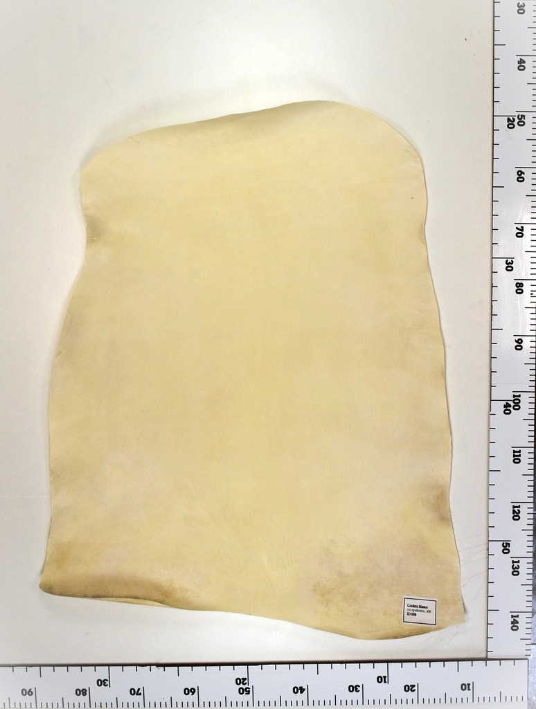 Cordero blanco impresión digital ID:008