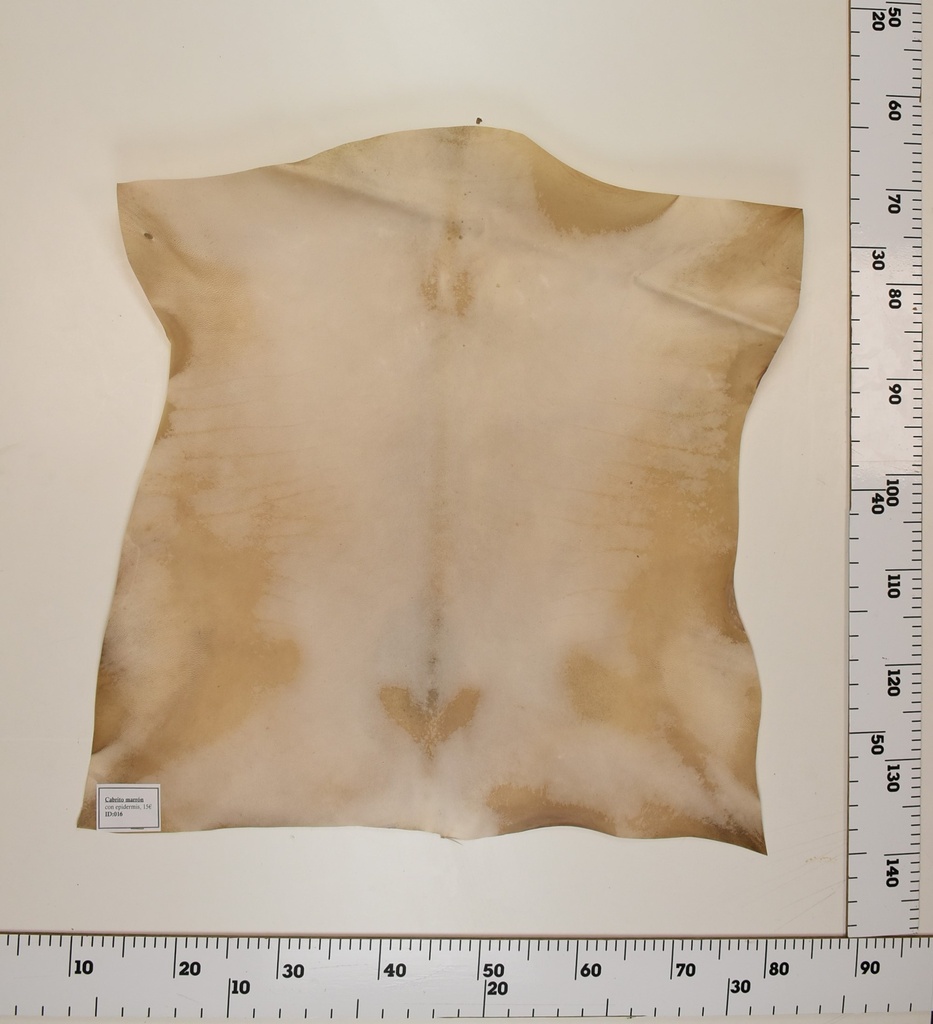 Cabrito Marrón ID016