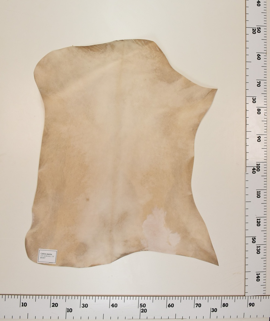 Cabrito Marrón ID017