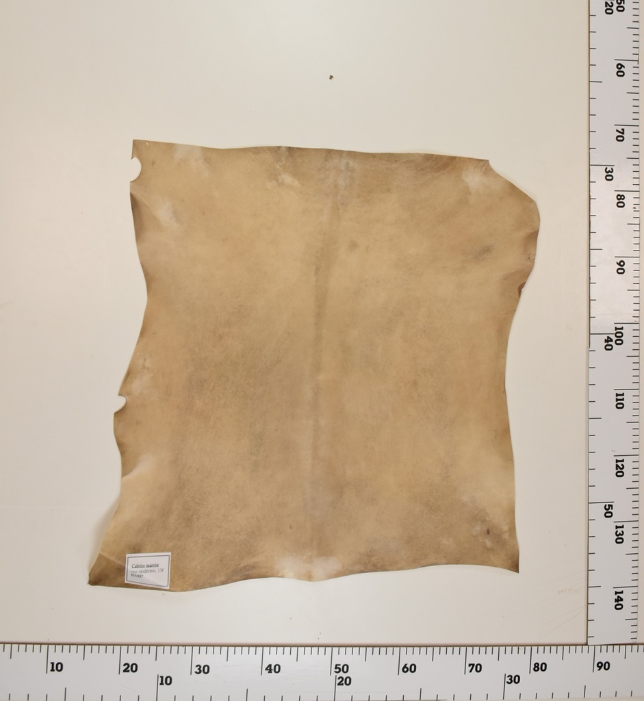 Cabrito Marrón ID027