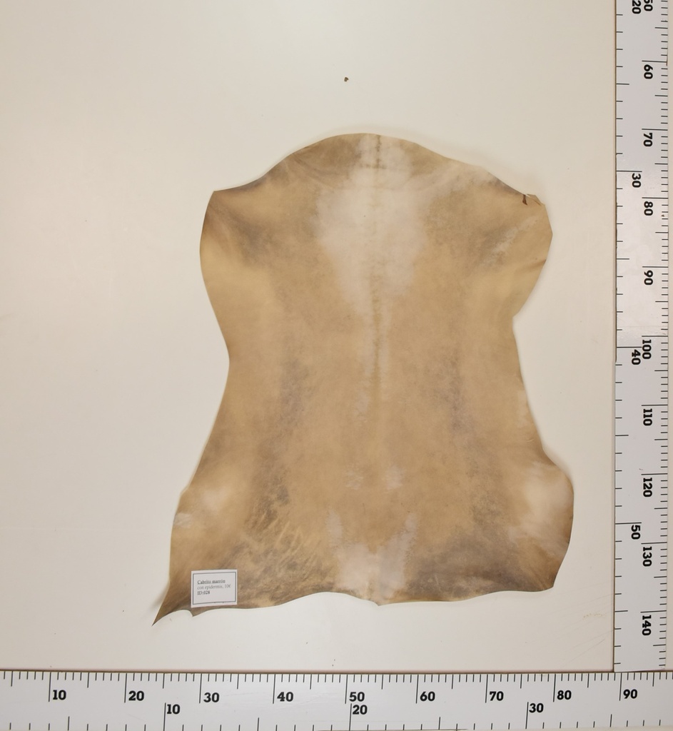 Cabrito Marrón ID028