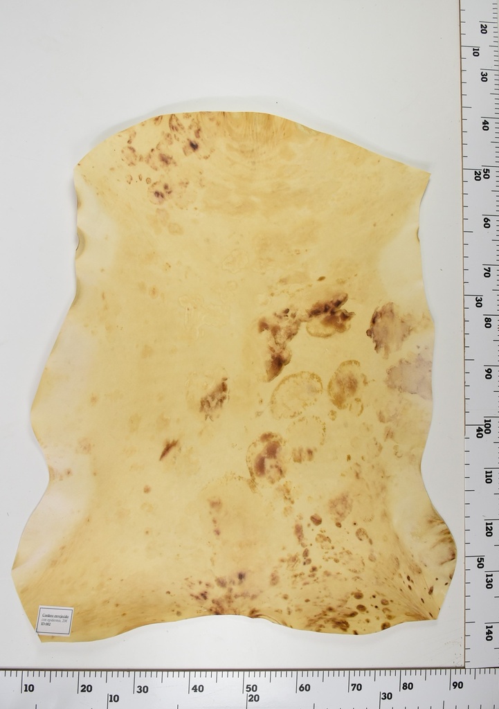 Cordero Envejecido ID002