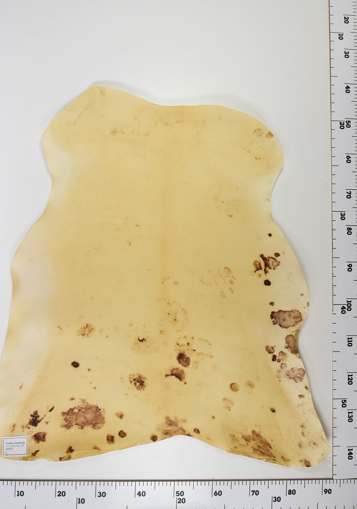 Cordero Envejecido ID014