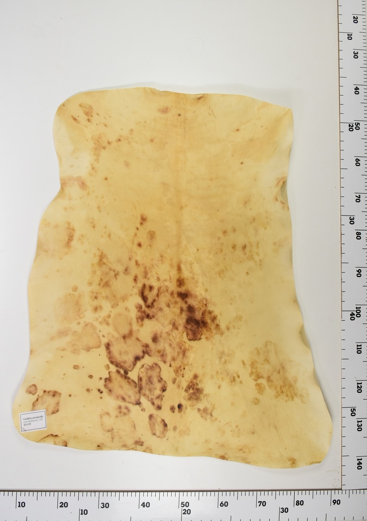 Cordero Envejecido ID020