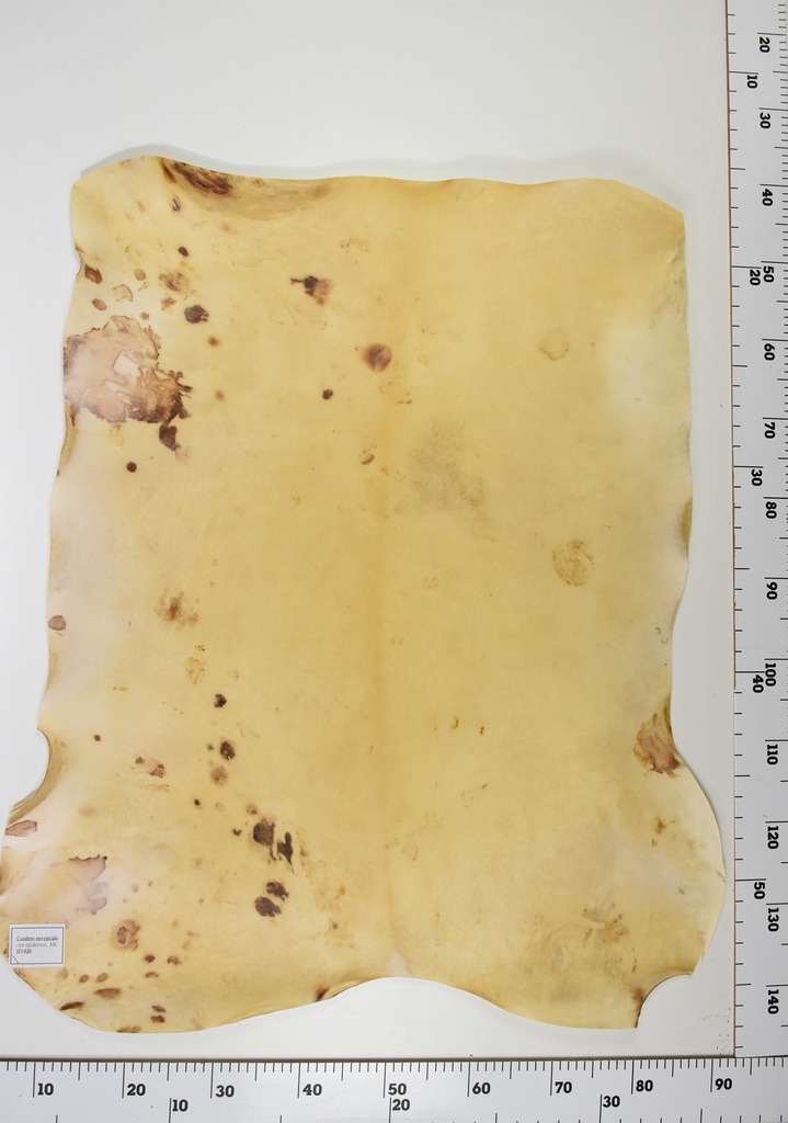 Cordero Envejecido ID021