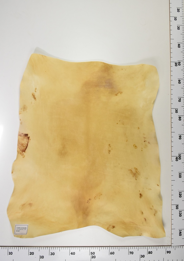 Cordero Envejecido ID024