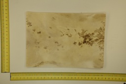 [22-5337-26-006] Speckled sheet 53 X 37 2ª ID.006
