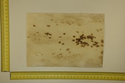 [22-5337-26-008] Speckled sheet 53 X 37 2ª ID.008