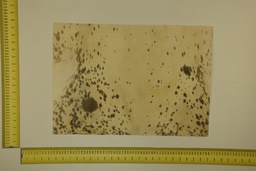 [22-5337-26-010] Speckled sheet 53 X 37 2ª ID.010