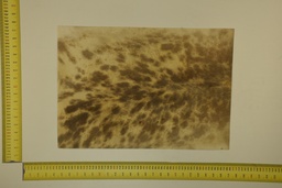 [22-5337-26-024] Speckled sheet 53 X 37 2ª ID.024