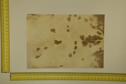 [22-5337-26-040] Speckled sheet 53 X 37 2ª ID.040