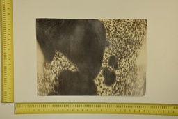 [22-5337-26-056] Speckled sheet 53 X 37 2ª ID.056