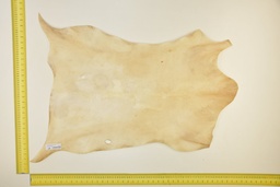 [24-0001-03-019] Natural goatling skin ID.019