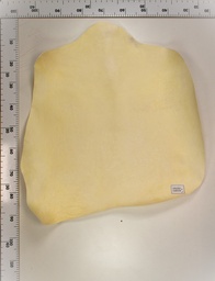 [22-0000-02-069] Cordero Blanco 22-0000-02-069