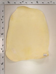 [22-0000-02-075] Cordero Blanco 22-0000-02-075