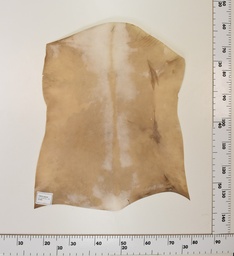 [24-0001-005] Cabrito Marrón ID005