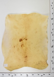 [22-0001-14-007] Cordero Envejecido ID007