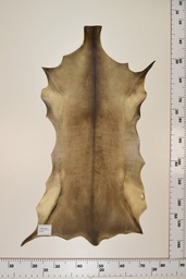 [22-0001-17-038] Cordero Negro ID038