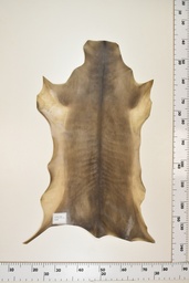 [22-0001-17-040] Cordero Negro ID040