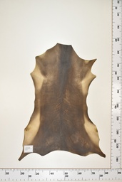 [22-0001-17-041] Cordero Negro ID041