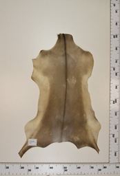 [22-0001-17-044] Cordero Negro ID044