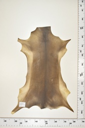 [22-0001-17-068] Cordero Negro ID068